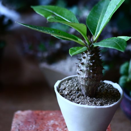 パキポディウム  ウィンゾリー 実生   Pachypodium baronii var. windsori    no.81609
