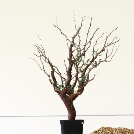 コミフォラ モンストローサ / Commiphora monstrosa   no.41621