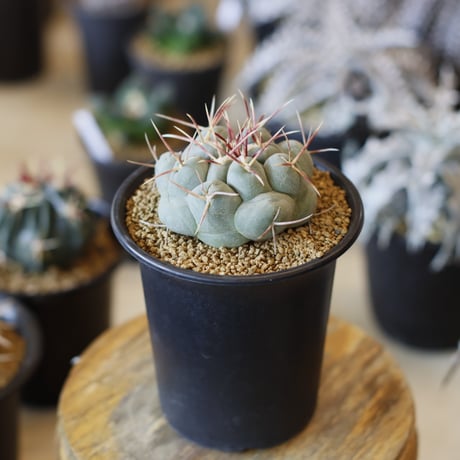 ♡田中￼アルノ♡様ご確認用クレマチス苗 ☆PцЯpцЯ∈Δ.P.El☆ CATEGORY website up | 芽の巣山