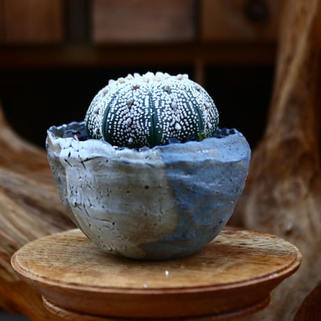 アストロフィツム   スーパー兜 / Astrophytum asterias 'Super Kabuto'   no.22664