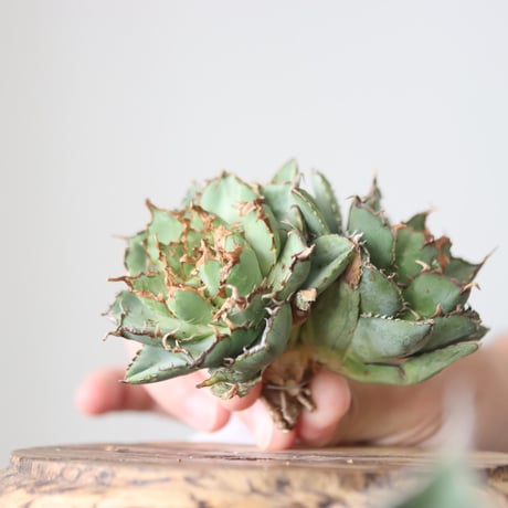 Agave titanota filigree Devil/ Style of Chika　no.42137
