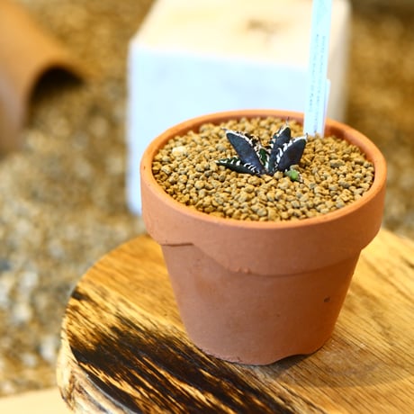 Agave titanota redcat weezle. × YAMABACHI   no.123157