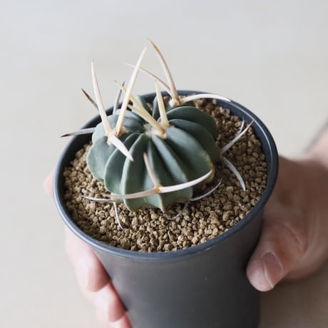 CATEGORY 2025/9/13 20:00~ | 芽の巣山