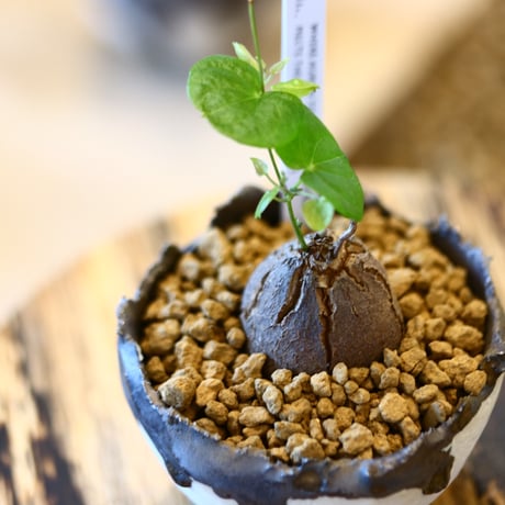 たけろうポット × Dioscorea elephantipe    no.110505