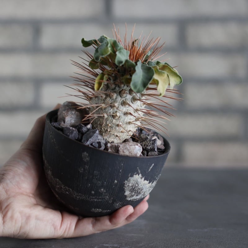 Pachypodium namaquanum (光堂) × 陶器鉢 (4号) no.524