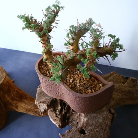 サルコカウロン  ヘレー    Sarcocaulon herrei   No.024