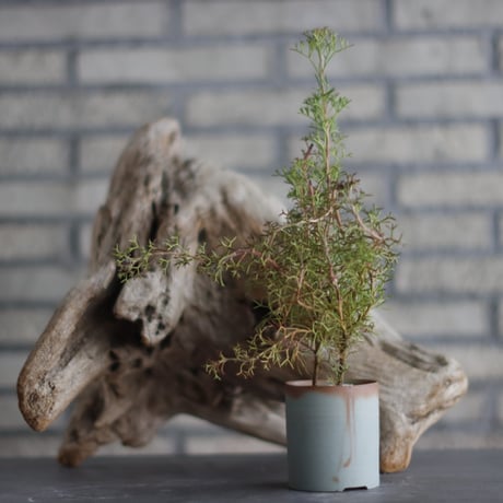 Isopogon formosus × 備前鉢2号 / kemuriradio  no.607-29