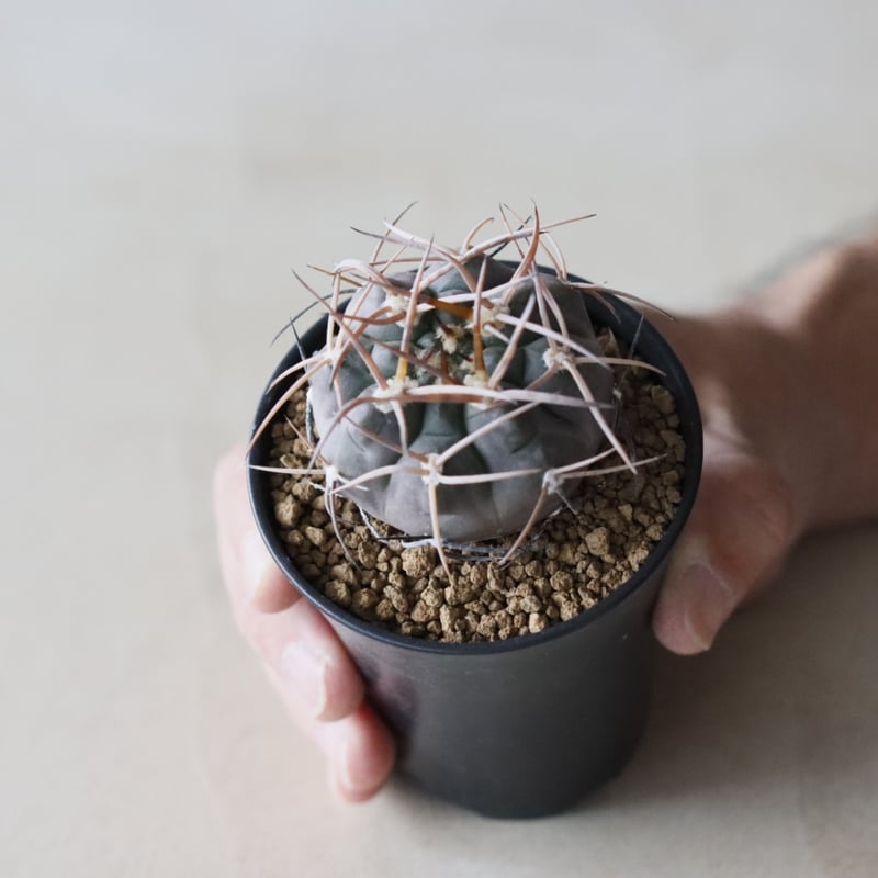 【コレクション】ギムノカリキウム　魔天竜　希少　発根済　横幅6㎝ コレクション】ギムノカリキウム 魔天竜 希少 発根済 横幅6