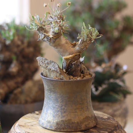 Othonna euphorbioides × Atushi Funakushi   no.81872