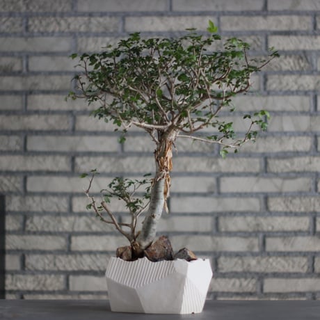 Bursera fagaroides × N/OH (5.5号)  no.713-21