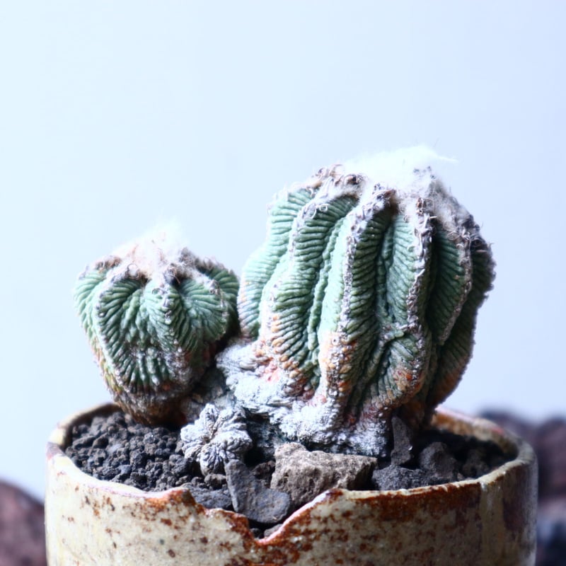 アズテキウム リッテリ 花籠 自根 Aztekium ritteri no.22303 |