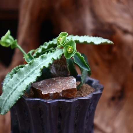ユーフォルビア  フランコイシー / Euphorbia francoisii   no.31231