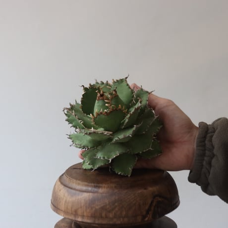 U.S. filigree (Agave titanota filigree) / Style of Chika　no.1227-41
