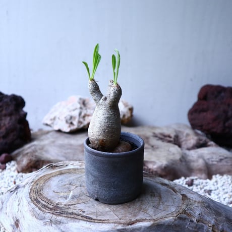 パキポディウム グラキリス   Pachypodium rosulatum var. gracilius no.102734
