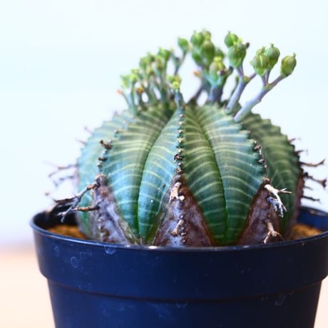 ユーフォルビア  バリダ♀ / Euphorbia valida    no.51460
