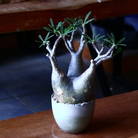 パキポディウム グラキリス   Pachypodium rosulatum var. gracilius no.81641