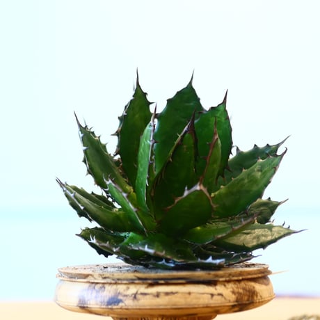 Agave horrida / Style of Chika   no.1015/38