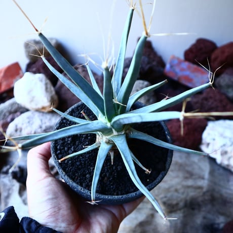 レウクテンベルギア  晃山    Leuchtenbergia principis  no.32225