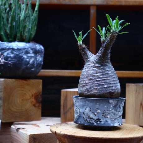 パキポディウム  グラキリス／Pachypodium  gracilius       no.52323