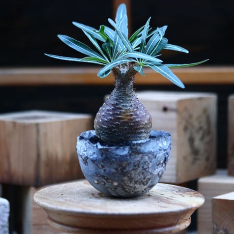 パキポディウム  グラキリス ／Pachypodium  gracilius     no.103172