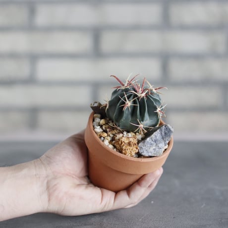 Ferocactus latispinus × N/OH (3号鉢)  no.510/47