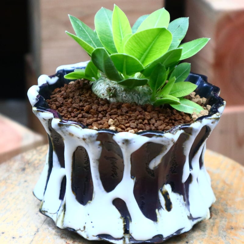 実生Pachypodium brevicaule恵比寿笑い 4本セット ちび恵比寿笑い