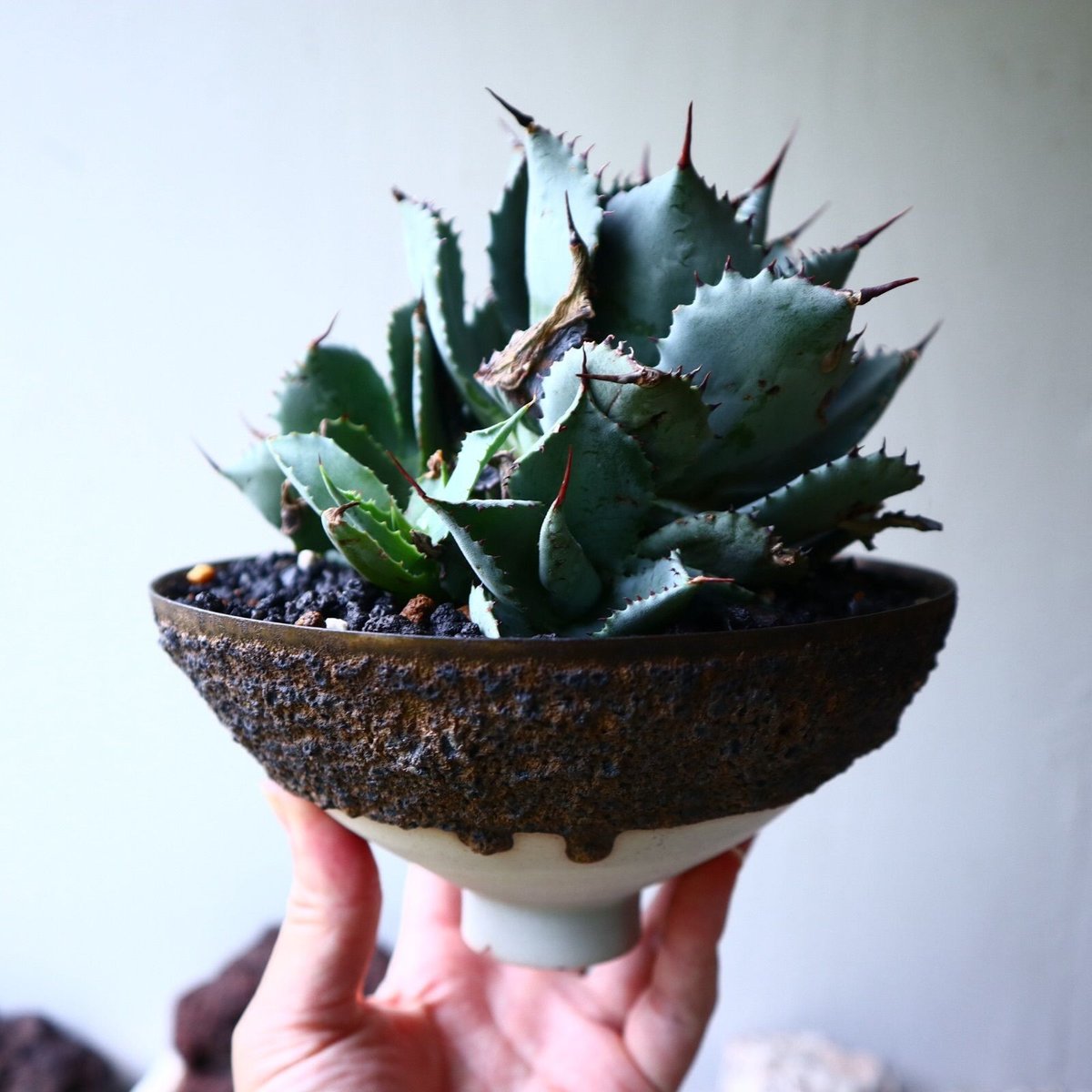 アガベ コンフェディートローズ Agabe hybrid Confederate Ros