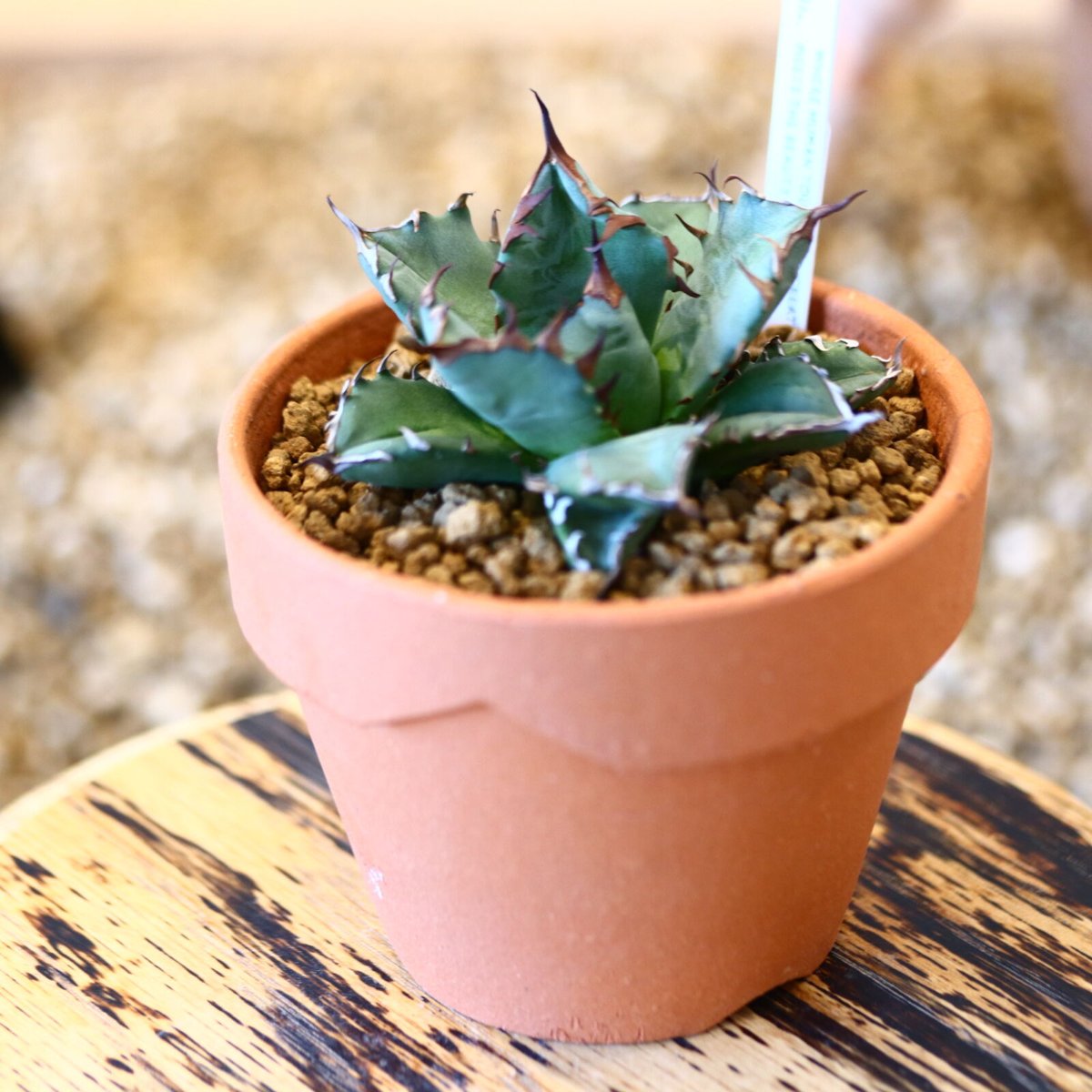 9/9入荷未発根未活着ベアルート植込み】 Agave titanota 姫厳竜 no.917...