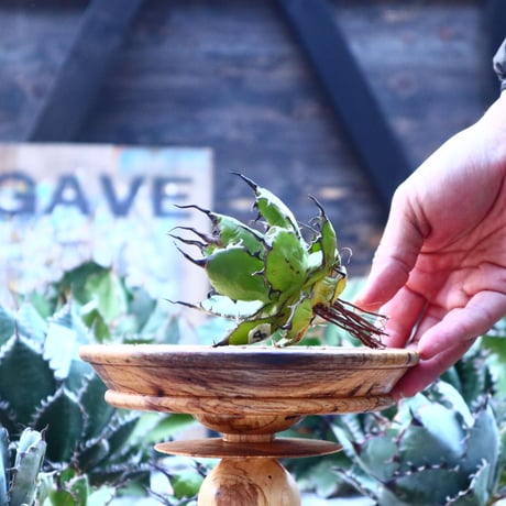 アガベ ホリダ    Agave horrida     no.103-48
