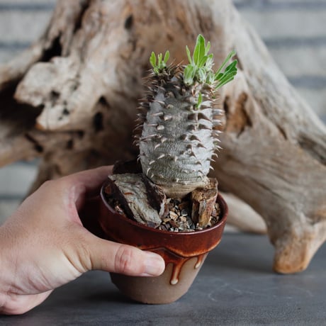 Pachypodium 恵比寿大黒 (cyumasa) × YAMABACHI var. P＆A (3号)  no.622-3