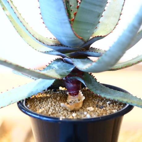 アロエ コニフェラ / Aloe conifera     no.51418