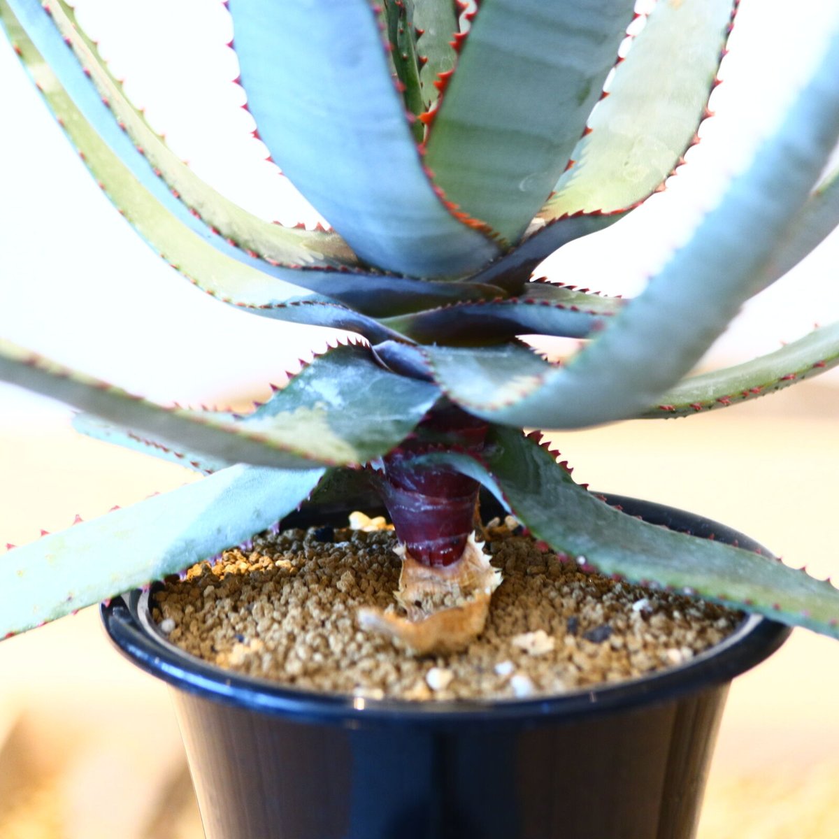 アロエ コニフェラ / Aloe conifera no.51418 | 芽の巣山