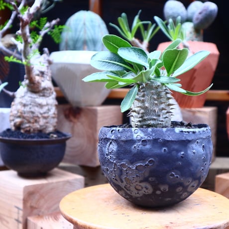 パキポディウム  恵比寿大黒  実生／Pachypodium  Densicaule    no.71820