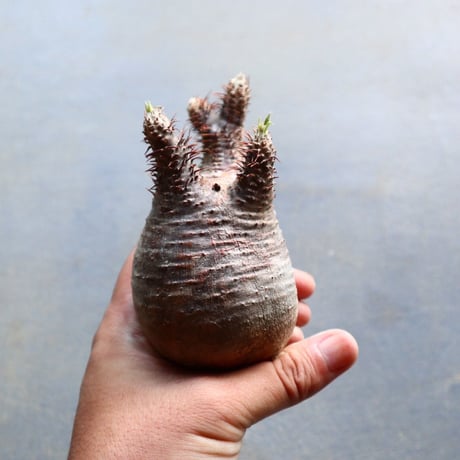 パキポディウム グラキリス 抜苗  Pachypodium rosulatum var. gracilius no.92928