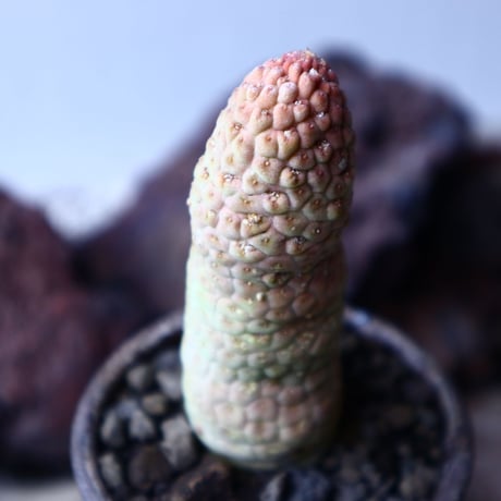 ラリレアキア  カクティフォルメ  仏頭玉 　Larryleachia cactiformis　no.22319