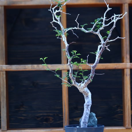 コミフォラ モンストローサ／Commiphora monstrosa   no.100352