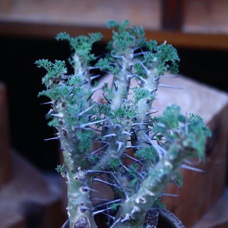 サルコカウロン ヘレー／Sarcocaulon herrei    no.122699