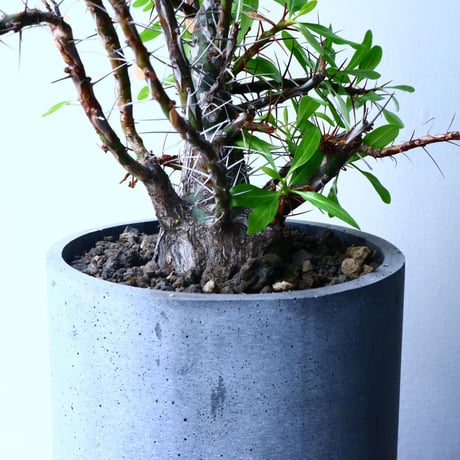 フォークイエリア   プルプシー   ×  ファシクラータ   Fouquieria purpusii   ×   fasciculata No.045
