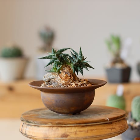 Aloe descoingsii × takero pot (3号)  no.111/20