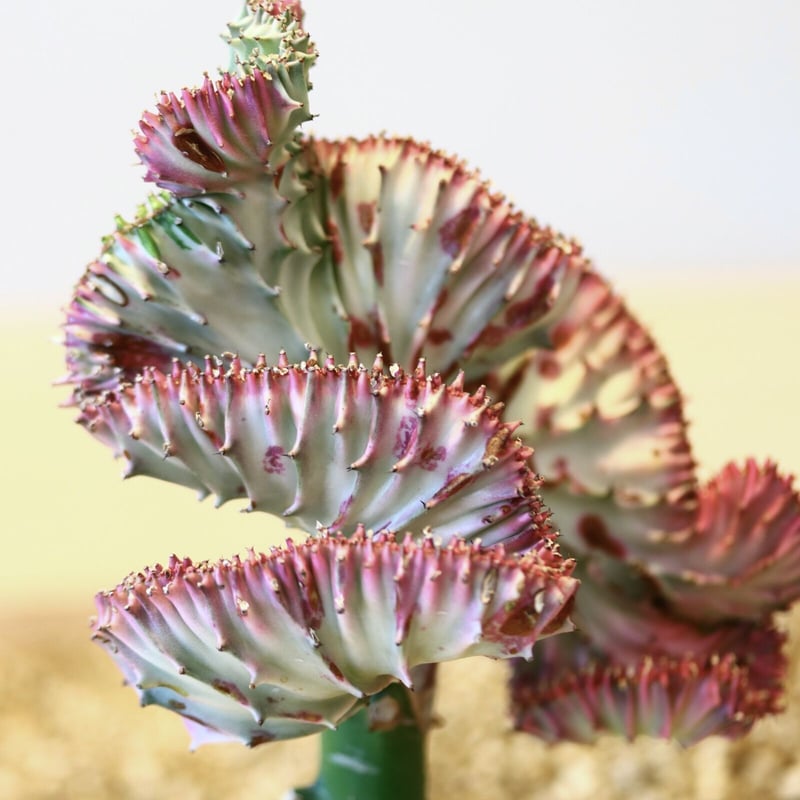 特大　Euphorbia lactea 綴化　斑入り　鉢のまま発送　コーデックス 特大 Euphorbia lactea 綴化 斑入り 鉢のまま発送 コーデックス 特大