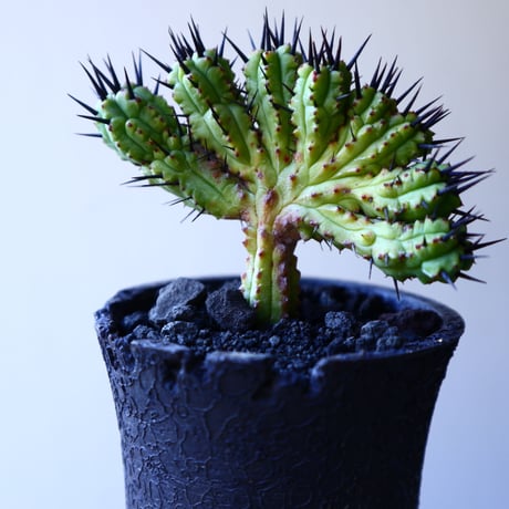 ユーフォルビア  エノプラ   紅彩閣  綴化      Euphorbia enopla   f. monstruosus  no.11922