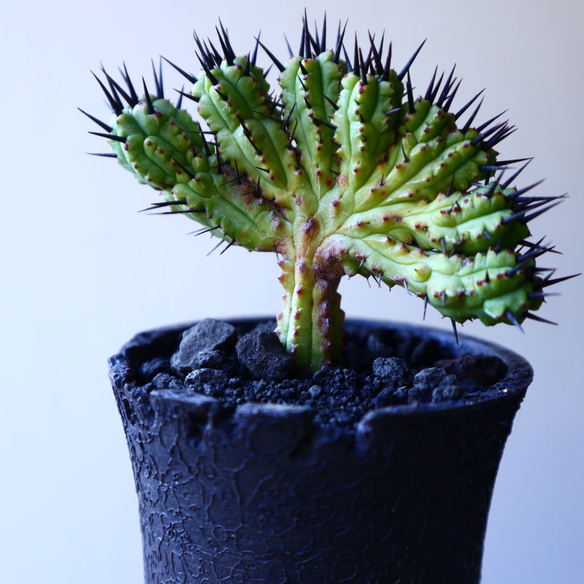 ユーフォルビア エノプラ 紅彩閣 綴化 Euphorbia enopla