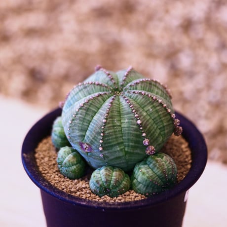 ユーフォルビア  仔吹きシンメトリカ / Euphorbia  symmetrica   no.42319