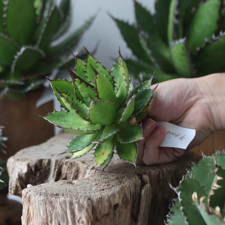 U.S. horrida (Agave horrida) / Style of Chika　no.1203-63