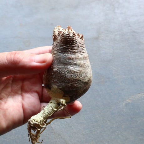 パキポディウム グラキリス 抜苗  Pachypodium rosulatum var. gracilius no.92901