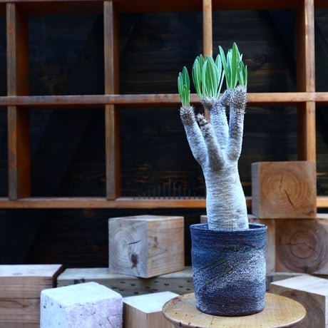 パキポディウム  イノピナツム／Pachypodium Inopinatum   no.80830