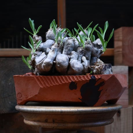 パキポディウム ブレビカリックス／pachypodium brevicalyx     no.82132