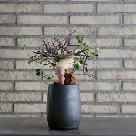 Commiphora kataf (pure) × N/OH (3.5号)  no.1019/3
