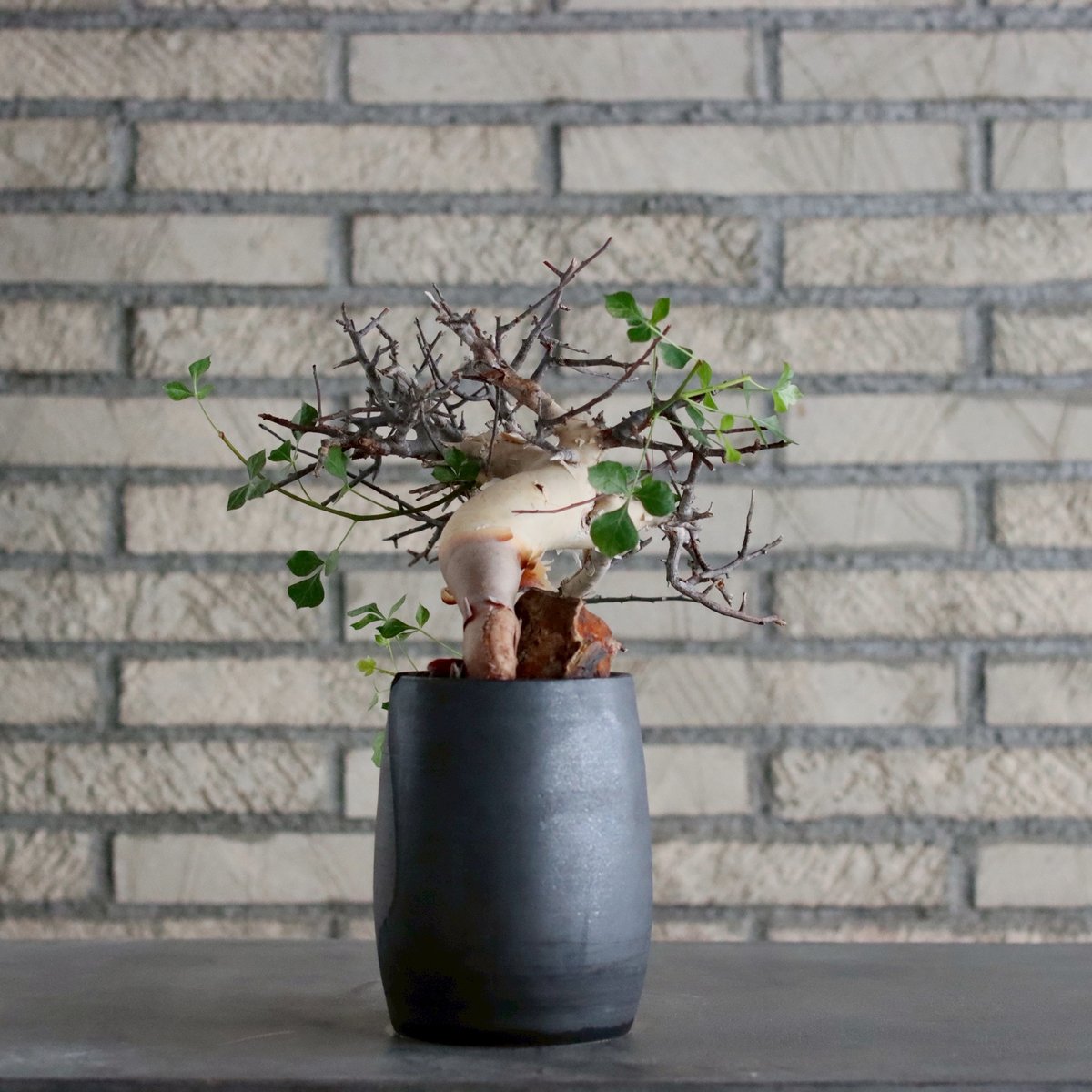 コミフォラ カタフ ピュア Commiphora kataf pure シャリ付