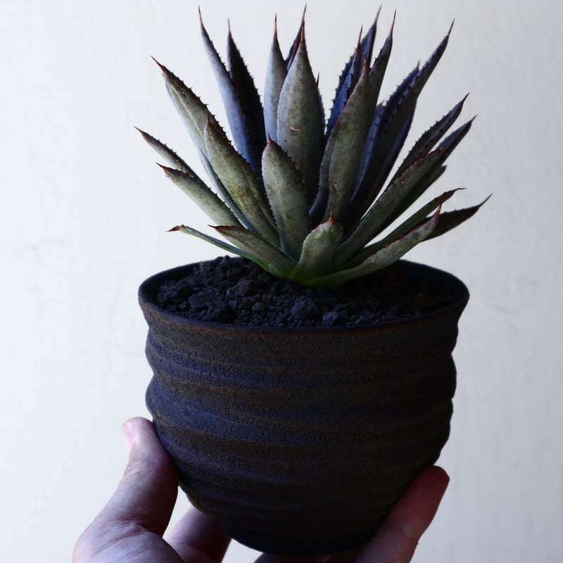 マンガべ パープルスポット Mangave 'Purple Spot' no.407